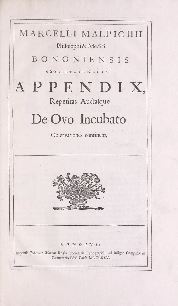 An illustration from Marcelli Malpighii philosophi & medici Bononiensis, è Regia Societate, Anatome plantarum : Cui subjungitur appendix, iteratas & auctas ejusdem authoris De ovo incubato observationes continens, 1675, leaf 111