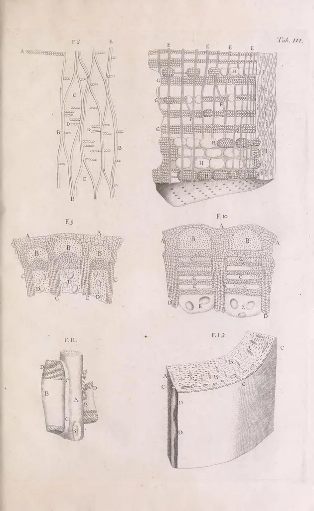 An illustration from Marcelli Malpighii philosophi & medici Bononiensis, è Regia Societate, Anatome plantarum : Cui subjungitur appendix, iteratas & auctas ejusdem authoris De ovo incubato observationes continens, 1675, leaf 137