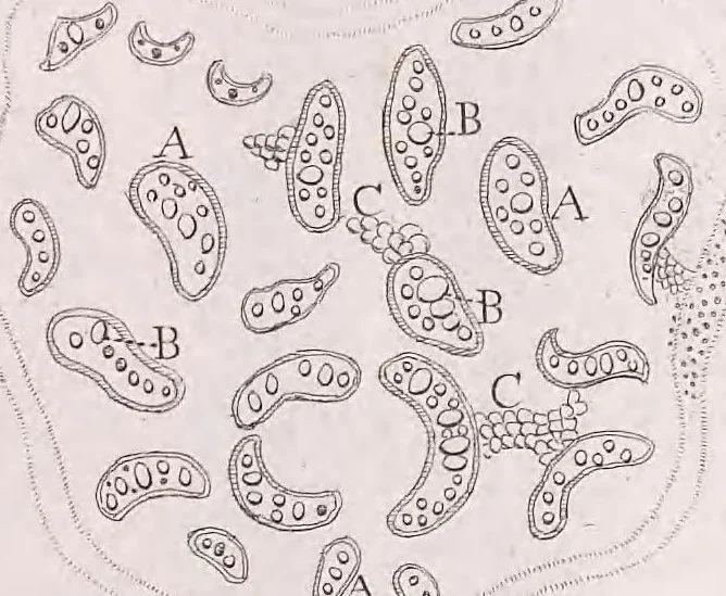 An illustration from Marcelli Malpighii philosophi & medici Bononiensis, è Regia Societate, Anatome plantarum : Cui subjungitur appendix, iteratas & auctas ejusdem authoris De ovo incubato observationes continens, 1675, leaf 139