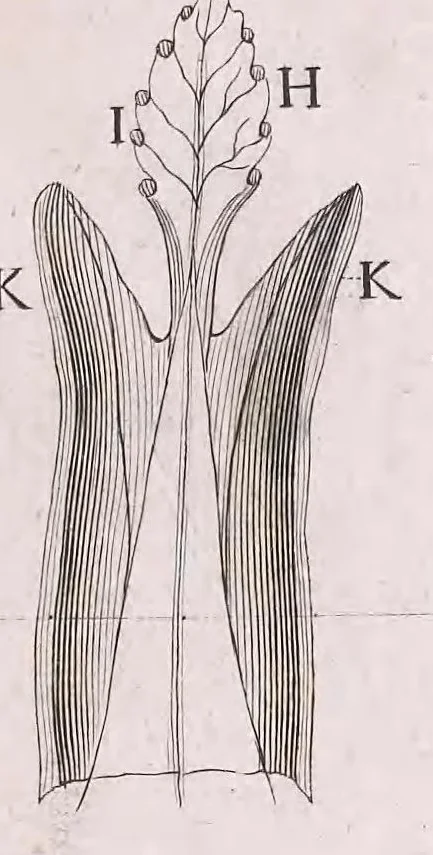 An illustration from Marcelli Malpighii philosophi & medici Bononiensis, è Regia Societate, Anatome plantarum : Cui subjungitur appendix, iteratas & auctas ejusdem authoris De ovo incubato observationes continens, 1675, leaf 153