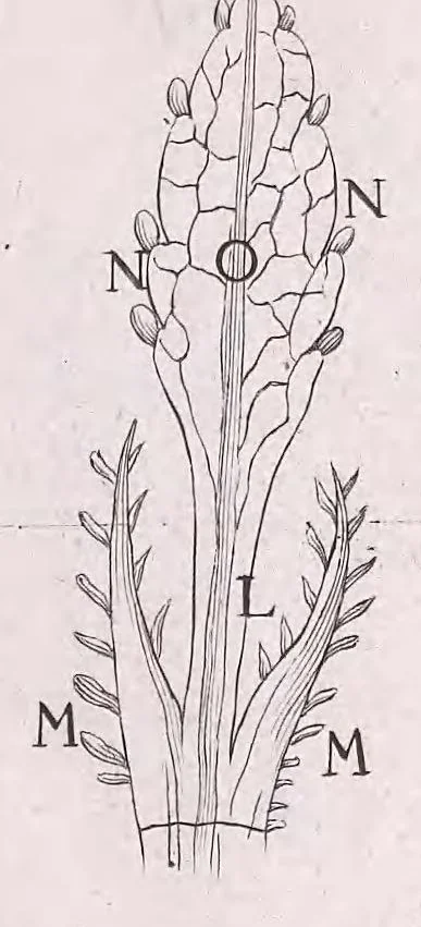 An illustration from Marcelli Malpighii philosophi & medici Bononiensis, è Regia Societate, Anatome plantarum : Cui subjungitur appendix, iteratas & auctas ejusdem authoris De ovo incubato observationes continens, 1675, leaf 153