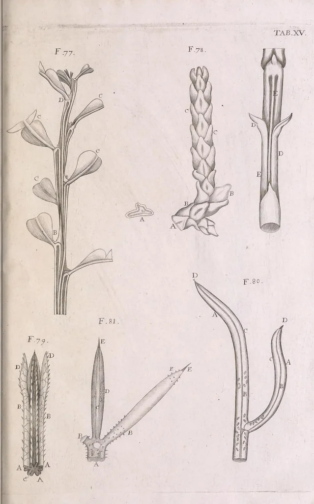 An illustration from Marcelli Malpighii philosophi & medici Bononiensis, è Regia Societate, Anatome plantarum : Cui subjungitur appendix, iteratas & auctas ejusdem authoris De ovo incubato observationes continens, 1675, leaf 161