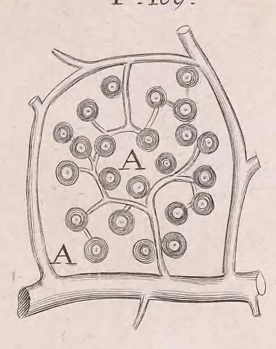 An illustration from Marcelli Malpighii philosophi & medici Bononiensis, è Regia Societate, Anatome plantarum : Cui subjungitur appendix, iteratas & auctas ejusdem authoris De ovo incubato observationes continens, 1675, leaf 173