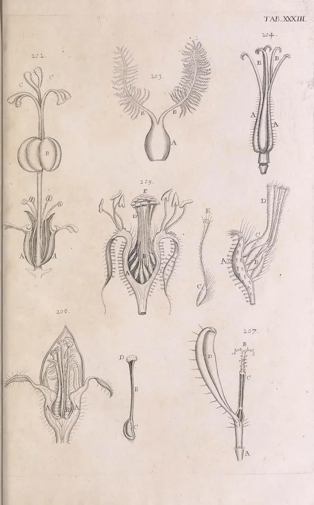 An illustration from Marcelli Malpighii philosophi & medici Bononiensis, è Regia Societate, Anatome plantarum : Cui subjungitur appendix, iteratas & auctas ejusdem authoris De ovo incubato observationes continens, 1675, leaf 197