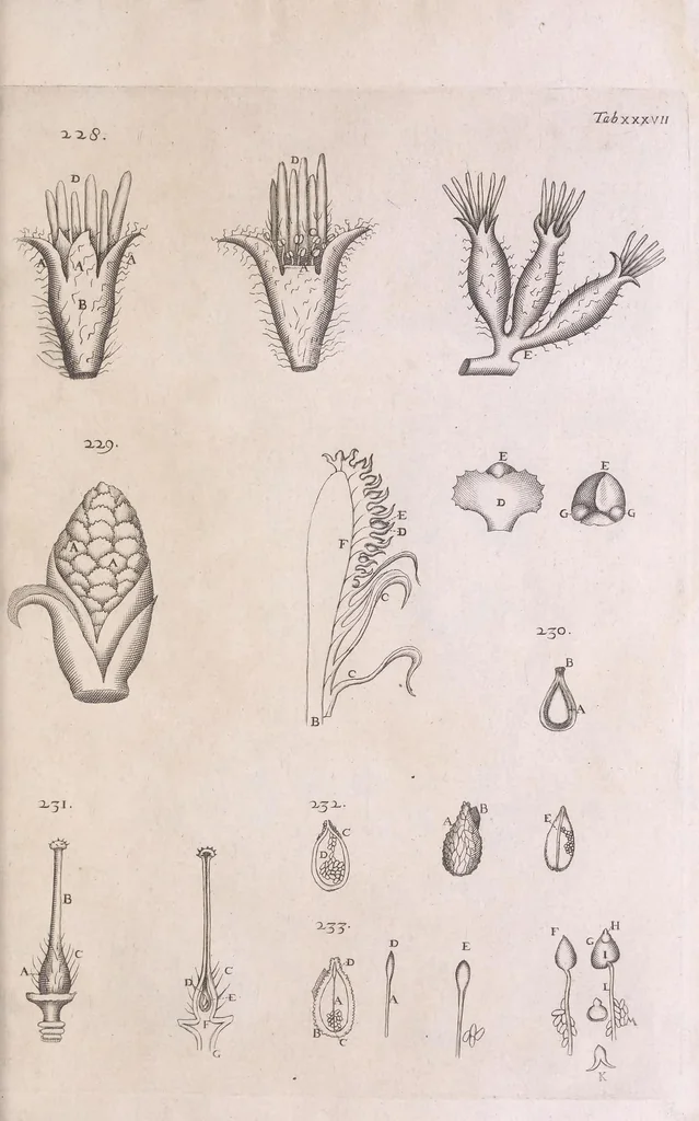 An illustration from Marcelli Malpighii philosophi & medici Bononiensis, è Regia Societate, Anatome plantarum : Cui subjungitur appendix, iteratas & auctas ejusdem authoris De ovo incubato observationes continens, 1675, leaf 205