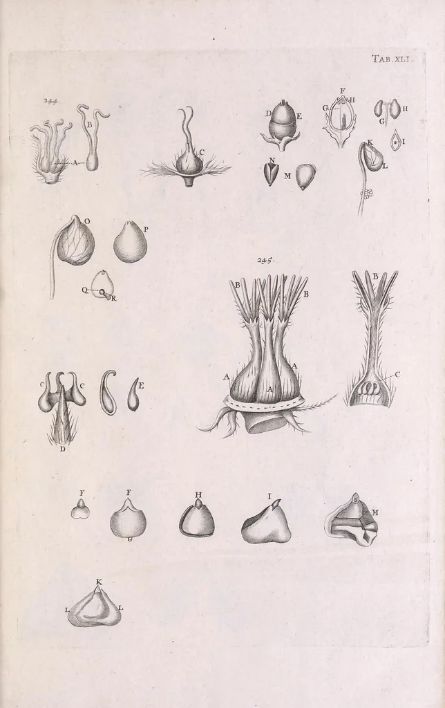 An illustration from Marcelli Malpighii philosophi & medici Bononiensis, è Regia Societate, Anatome plantarum : Cui subjungitur appendix, iteratas & auctas ejusdem authoris De ovo incubato observationes continens, 1675, leaf 213