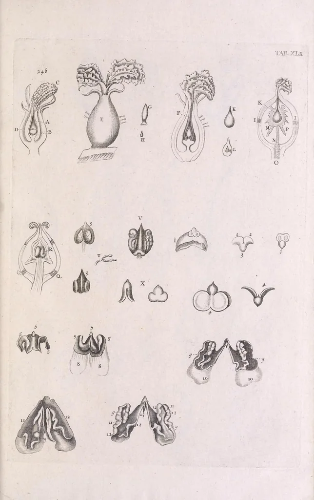 An illustration from Marcelli Malpighii philosophi & medici Bononiensis, è Regia Societate, Anatome plantarum : Cui subjungitur appendix, iteratas & auctas ejusdem authoris De ovo incubato observationes continens, 1675, leaf 215