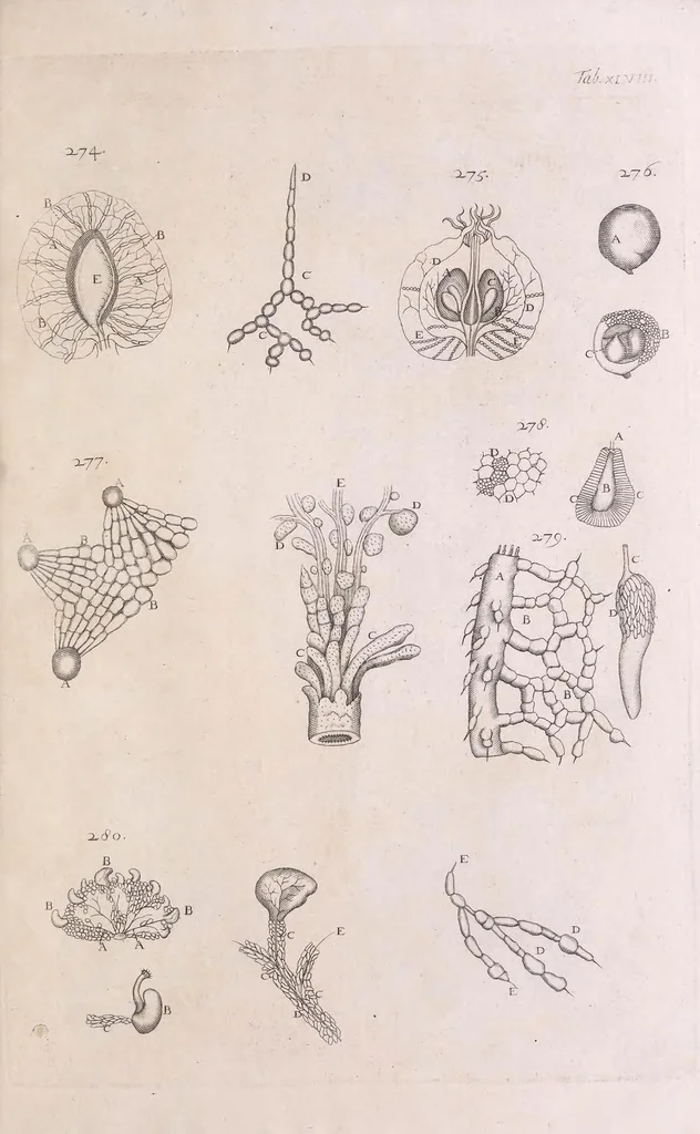 An illustration from Marcelli Malpighii philosophi & medici Bononiensis, è Regia Societate, Anatome plantarum : Cui subjungitur appendix, iteratas & auctas ejusdem authoris De ovo incubato observationes continens, 1675, leaf 227