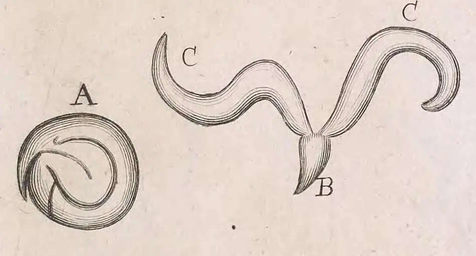 An illustration from Marcelli Malpighii philosophi & medici Bononiensis, è Regia Societate, Anatome plantarum : Cui subjungitur appendix, iteratas & auctas ejusdem authoris De ovo incubato observationes continens, 1675, leaf 237