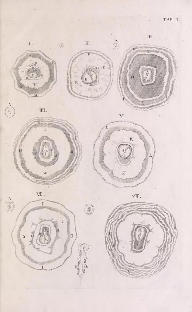An illustration from Marcelli Malpighii philosophi & medici Bononiensis, è Regia Societate, Anatome plantarum : Cui subjungitur appendix, iteratas & auctas ejusdem authoris De ovo incubato observationes continens, 1675, leaf 241