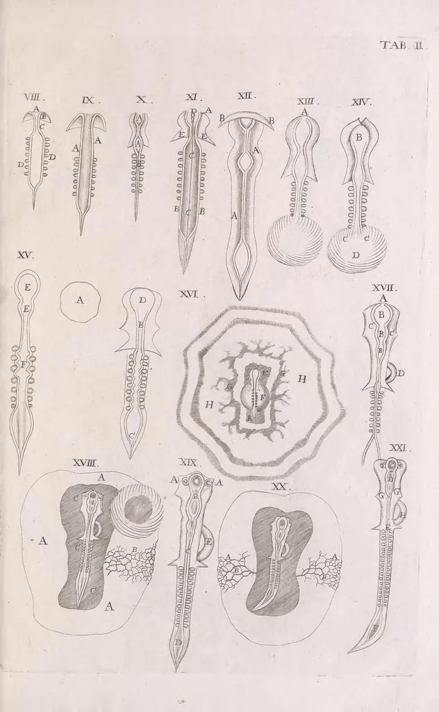 An illustration from Marcelli Malpighii philosophi & medici Bononiensis, è Regia Societate, Anatome plantarum : Cui subjungitur appendix, iteratas & auctas ejusdem authoris De ovo incubato observationes continens, 1675, leaf 243