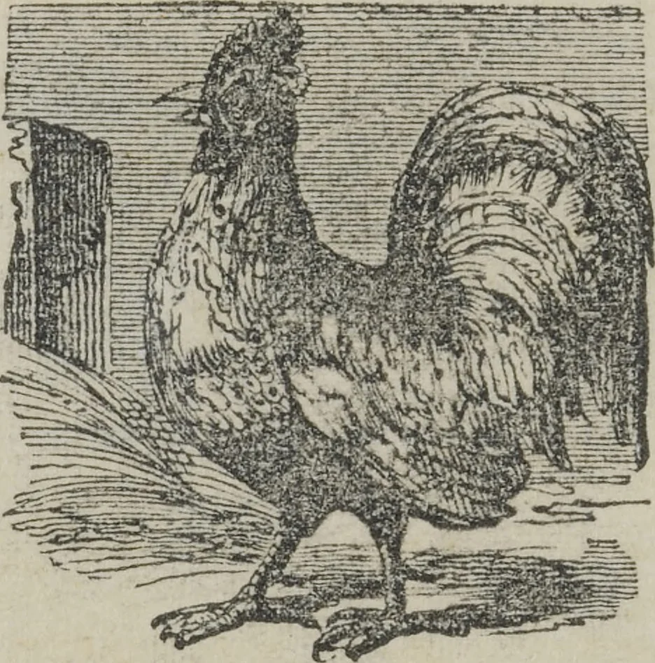 An illustration from Life on the farm; in amusing rhyme, 1856, leaf 4
