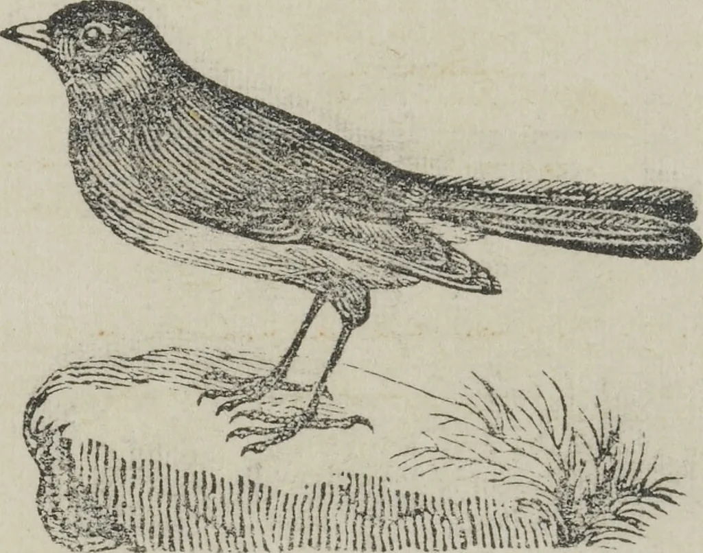 An illustration from Life on the farm; in amusing rhyme, 1856, leaf 8