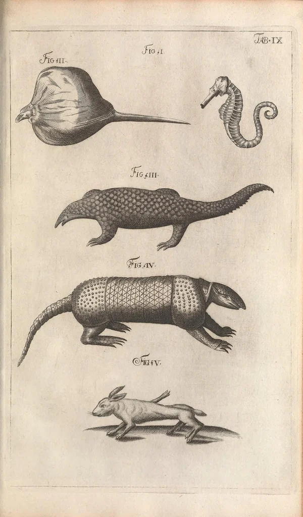 An illustration from Muséum regium; seu, Catalogus rerum tam naturalium, quàm artificialium, quae in basilica bibliothecae augustisimi Daniae Norvegiaeq[ue], 1696, leaf 249