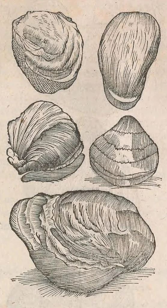 An illustration from Museum Wormianum; seu, Historia rerum rariorum, tam naturalium, quam artificialium, tam domesticarum, quam exoticarum, quae Hafniae Danorum in a aedibus authoris servantur, 1655, leaf 103