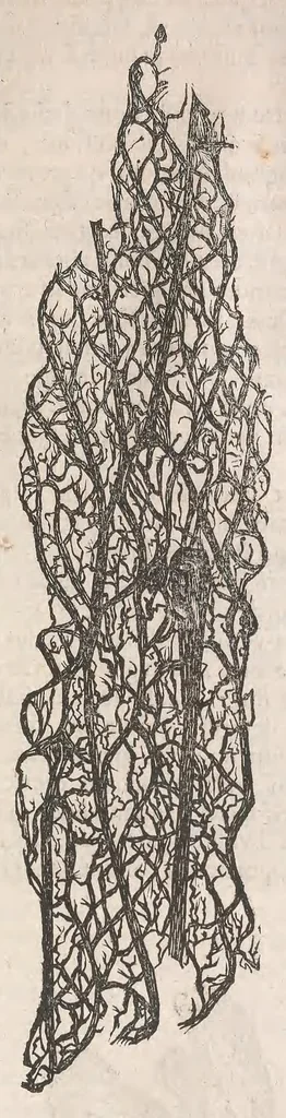 An illustration from Museum Wormianum; seu, Historia rerum rariorum, tam naturalium, quam artificialium, tam domesticarum, quam exoticarum, quae Hafniae Danorum in a aedibus authoris servantur, 1655, leaf 173