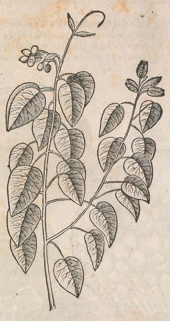 An illustration from Museum Wormianum; seu, Historia rerum rariorum, tam naturalium, quam artificialium, tam domesticarum, quam exoticarum, quae Hafniae Danorum in a aedibus authoris servantur, 1655, leaf 203
