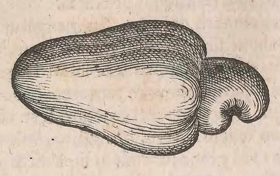 An illustration from Museum Wormianum; seu, Historia rerum rariorum, tam naturalium, quam artificialium, tam domesticarum, quam exoticarum, quae Hafniae Danorum in a aedibus authoris servantur, 1655, leaf 207