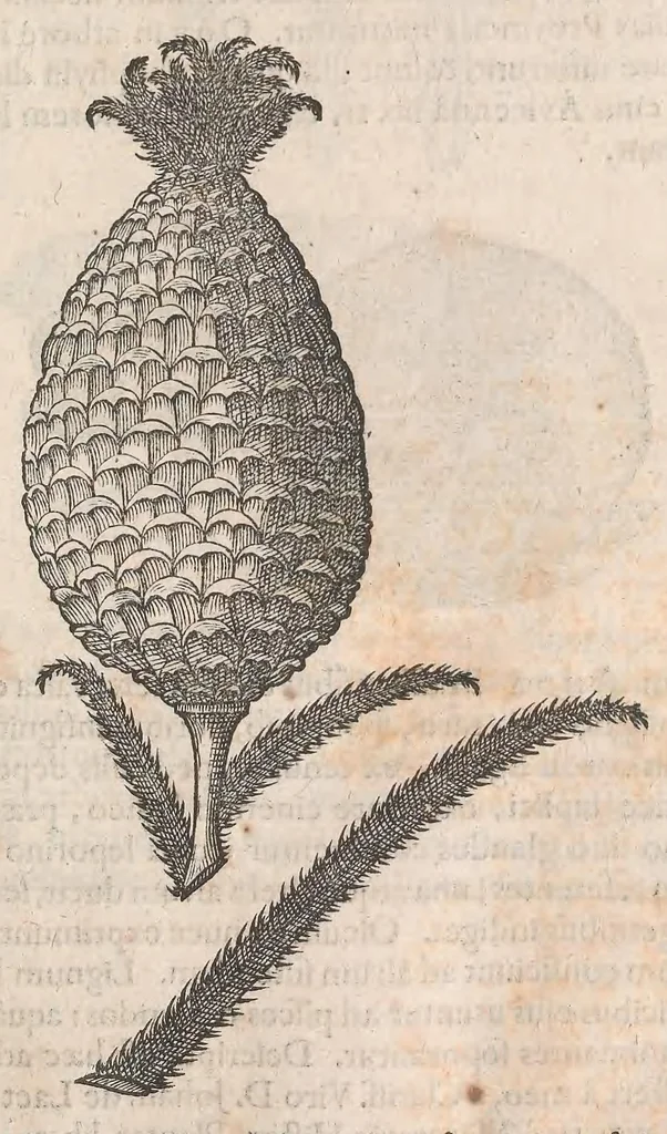 An illustration from Museum Wormianum; seu, Historia rerum rariorum, tam naturalium, quam artificialium, tam domesticarum, quam exoticarum, quae Hafniae Danorum in a aedibus authoris servantur, 1655, leaf 207