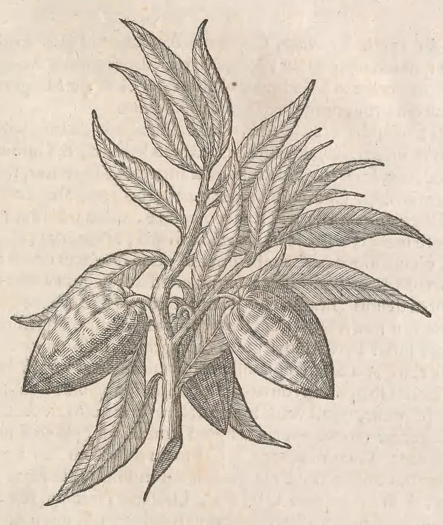 An illustration from Museum Wormianum; seu, Historia rerum rariorum, tam naturalium, quam artificialium, tam domesticarum, quam exoticarum, quae Hafniae Danorum in a aedibus authoris servantur, 1655, leaf 215
