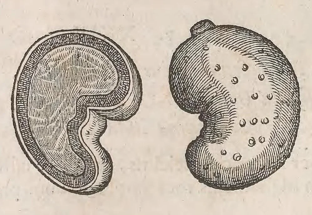 An illustration from Museum Wormianum; seu, Historia rerum rariorum, tam naturalium, quam artificialium, tam domesticarum, quam exoticarum, quae Hafniae Danorum in a aedibus authoris servantur, 1655, leaf 216