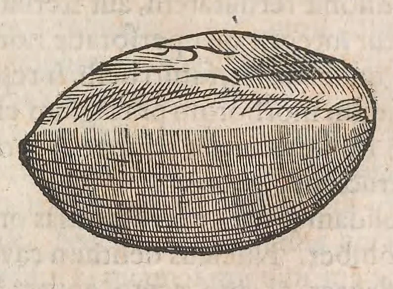 An illustration from Museum Wormianum; seu, Historia rerum rariorum, tam naturalium, quam artificialium, tam domesticarum, quam exoticarum, quae Hafniae Danorum in a aedibus authoris servantur, 1655, leaf 225