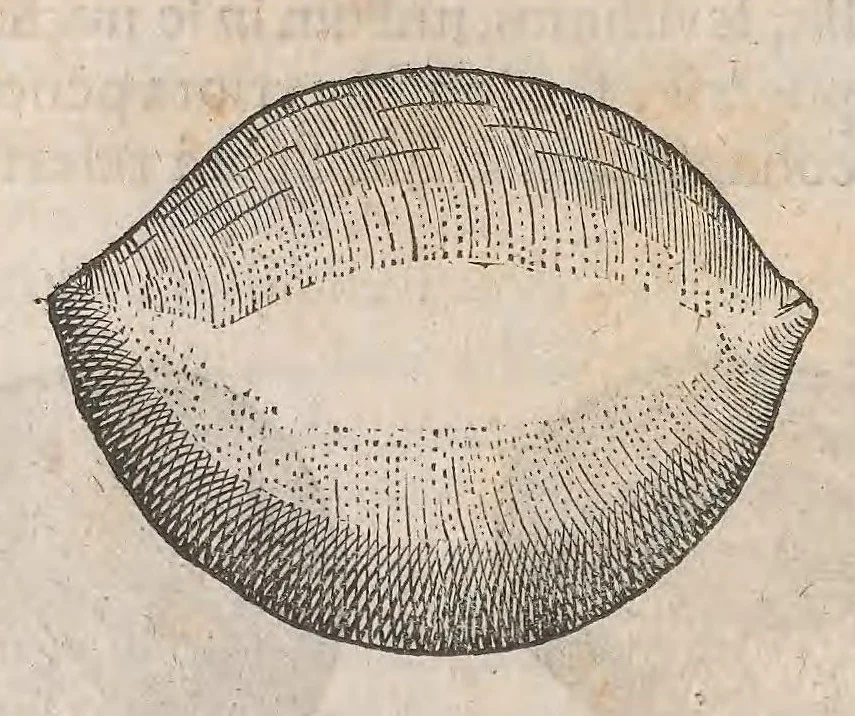 An illustration from Museum Wormianum; seu, Historia rerum rariorum, tam naturalium, quam artificialium, tam domesticarum, quam exoticarum, quae Hafniae Danorum in a aedibus authoris servantur, 1655, leaf 226