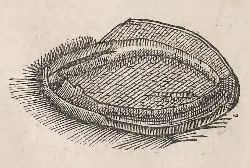 An illustration from Museum Wormianum; seu, Historia rerum rariorum, tam naturalium, quam artificialium, tam domesticarum, quam exoticarum, quae Hafniae Danorum in a aedibus authoris servantur, 1655, leaf 240