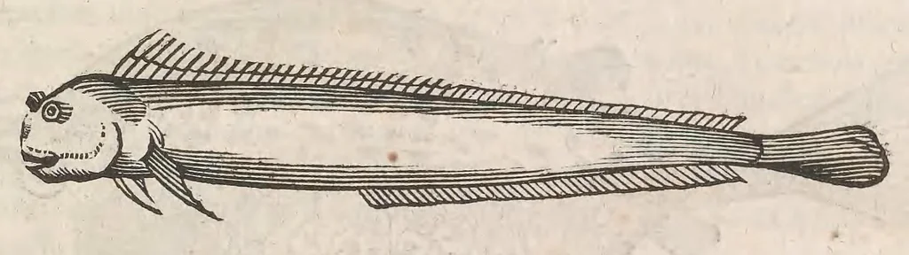An illustration from Museum Wormianum; seu, Historia rerum rariorum, tam naturalium, quam artificialium, tam domesticarum, quam exoticarum, quae Hafniae Danorum in a aedibus authoris servantur, 1655, leaf 297