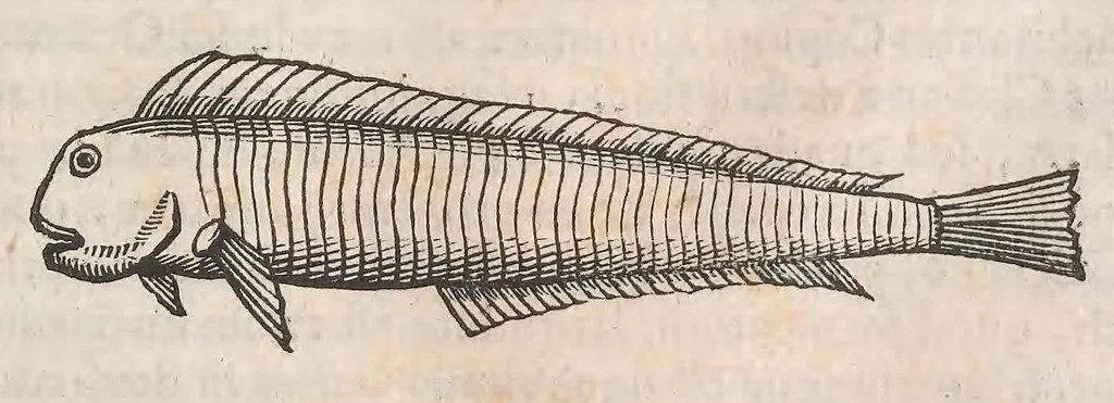 An illustration from Museum Wormianum; seu, Historia rerum rariorum, tam naturalium, quam artificialium, tam domesticarum, quam exoticarum, quae Hafniae Danorum in a aedibus authoris servantur, 1655, leaf 297