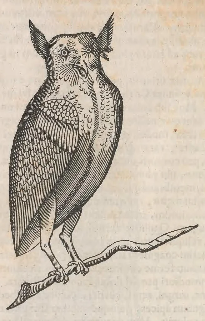An illustration from Museum Wormianum; seu, Historia rerum rariorum, tam naturalium, quam artificialium, tam domesticarum, quam exoticarum, quae Hafniae Danorum in a aedibus authoris servantur, 1655, leaf 320