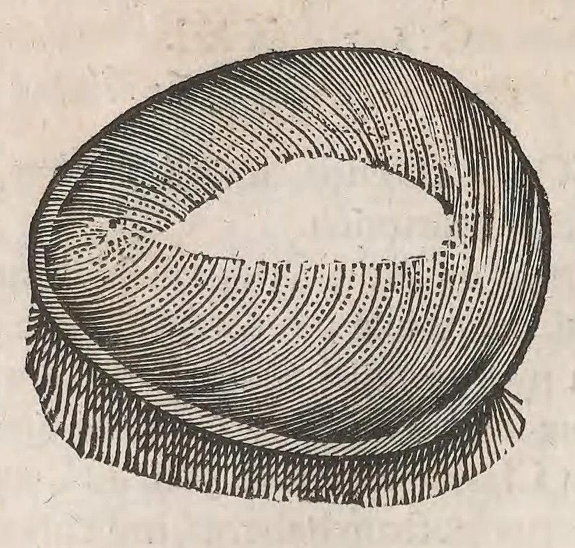 An illustration from Museum Wormianum; seu, Historia rerum rariorum, tam naturalium, quam artificialium, tam domesticarum, quam exoticarum, quae Hafniae Danorum in a aedibus authoris servantur, 1655, leaf 336