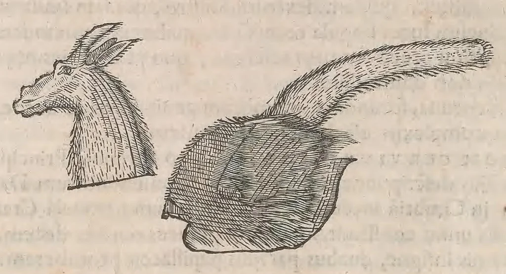 An illustration from Museum Wormianum; seu, Historia rerum rariorum, tam naturalium, quam artificialium, tam domesticarum, quam exoticarum, quae Hafniae Danorum in a aedibus authoris servantur, 1655, leaf 364