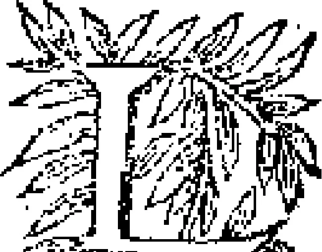 An illustration from Curiositez inoüyes, 1629, leaf 43