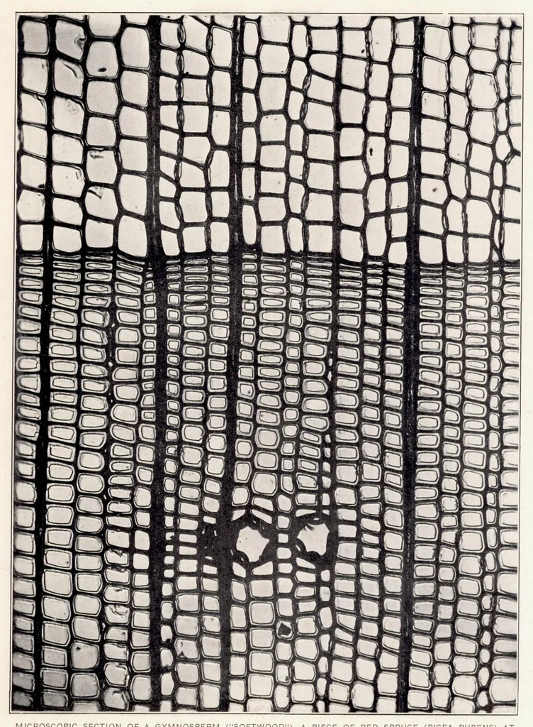 An illustration from The Kiln Drying of Wood for Airplanes, 1919, leaf 35