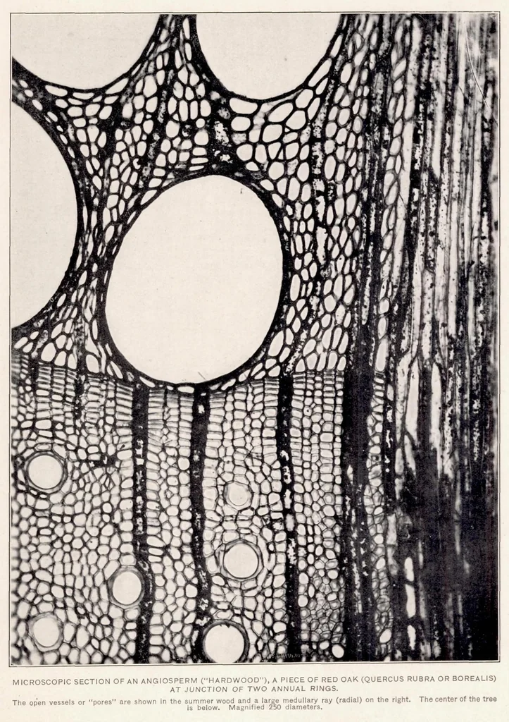 An illustration from The Kiln Drying of Wood for Airplanes, 1919, leaf 36