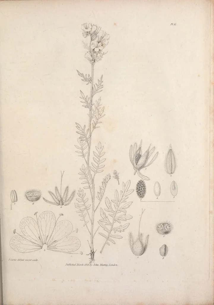 An illustration from Narrative of a journey to the shores of the polar sea, in the years 1819, 20, 21, and 22, 1823, leaf 845