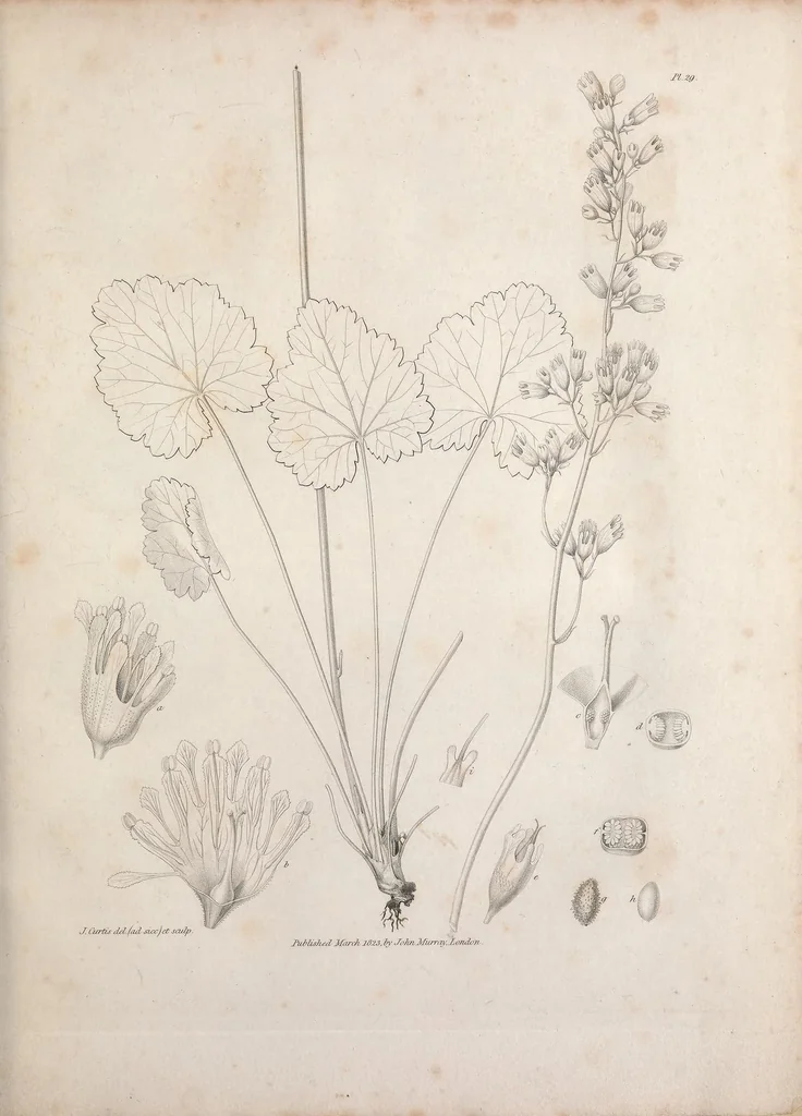 An illustration from Narrative of a journey to the shores of the polar sea, in the years 1819, 20, 21, and 22, 1823, leaf 849