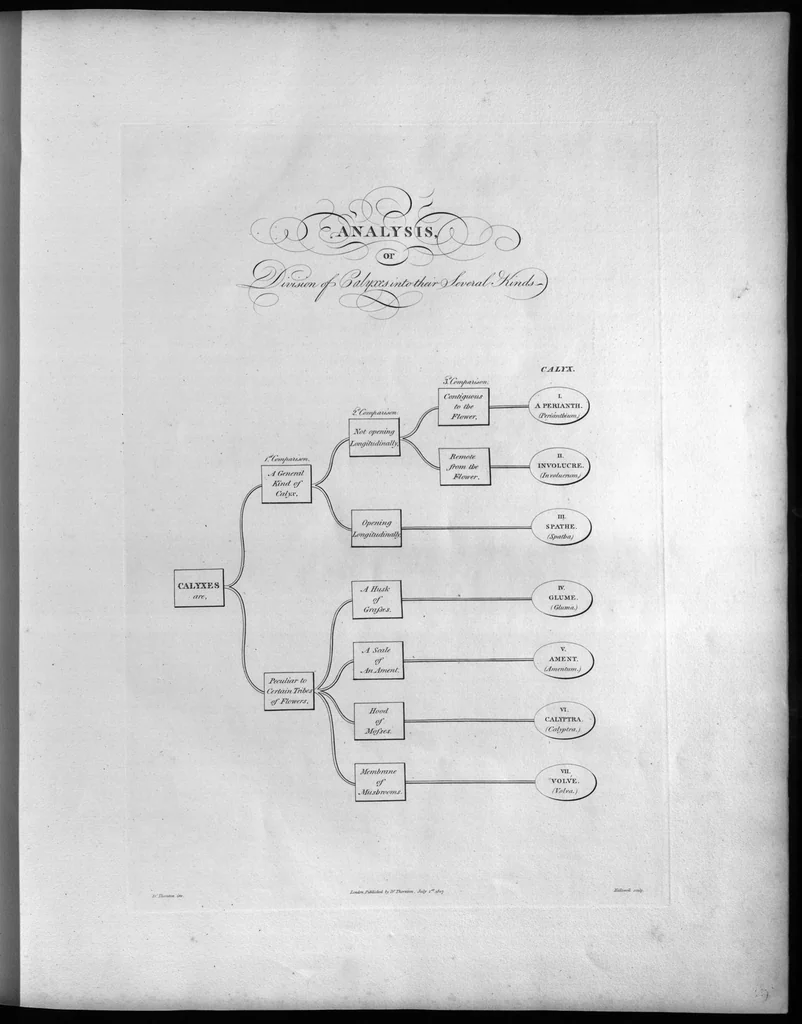 An illustration from New illustration of the sexual system of Carolus von Linnaeus : comprehending an elucidation of the several parts of the fructification ; a prize dissertation on the sexes of plants, a full explanation of the classes, and orders, of the sexual system ; and the temple of flora, or garden of nature, being picturesque, botanical, coloured plates, of select plants, illustrative of the same, with descriptions, 1807, leaf 19