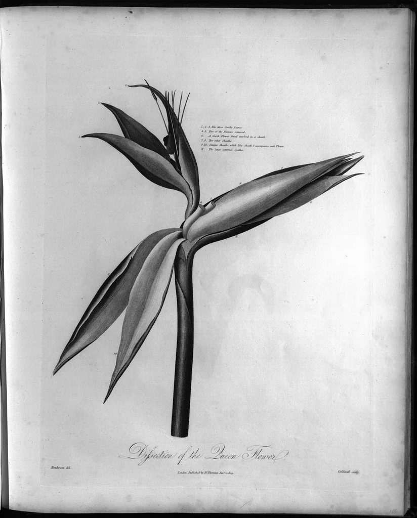 An illustration from New illustration of the sexual system of Carolus von Linnaeus : comprehending an elucidation of the several parts of the fructification ; a prize dissertation on the sexes of plants, a full explanation of the classes, and orders, of the sexual system ; and the temple of flora, or garden of nature, being picturesque, botanical, coloured plates, of select plants, illustrative of the same, with descriptions, 1807, leaf 231