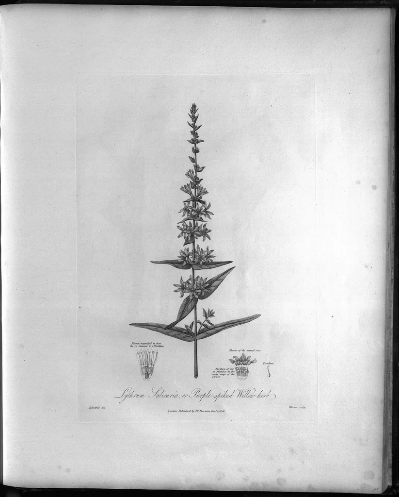 An illustration from New illustration of the sexual system of Carolus von Linnaeus : comprehending an elucidation of the several parts of the fructification ; a prize dissertation on the sexes of plants, a full explanation of the classes, and orders, of the sexual system ; and the temple of flora, or garden of nature, being picturesque, botanical, coloured plates, of select plants, illustrative of the same, with descriptions, 1807, leaf 259