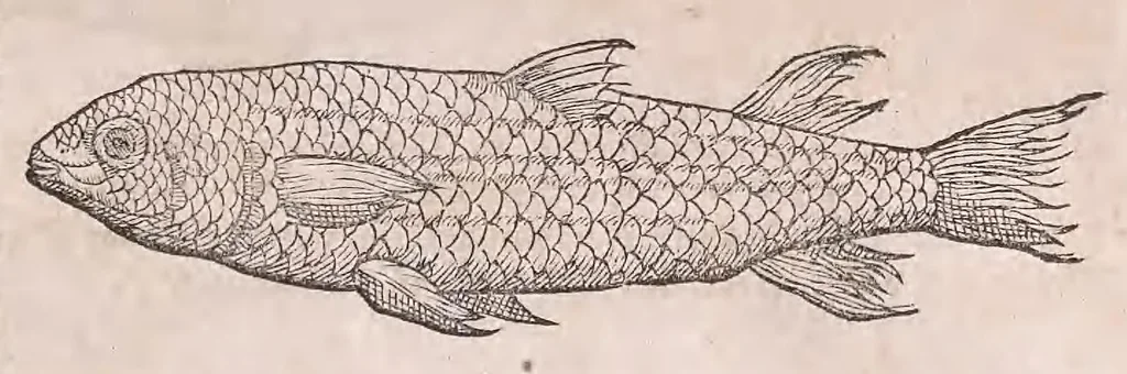 An illustration from Nomenclator aquatilium animantium : Icones animalium in mari et dulcibus aquis degentium plus quam DCC. cum nomenclaturis singulorum Latinis, Graecis, Italicis, Hispanicis, Gallicis, Germanicis, Anglicis, alijsq́[ue] interdum, per certos ordines digestae ..., 1606, leaf 102