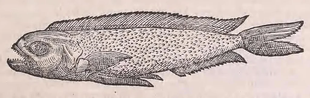 An illustration from Nomenclator aquatilium animantium : Icones animalium in mari et dulcibus aquis degentium plus quam DCC. cum nomenclaturis singulorum Latinis, Graecis, Italicis, Hispanicis, Gallicis, Germanicis, Anglicis, alijsq́[ue] interdum, per certos ordines digestae ..., 1606, leaf 106
