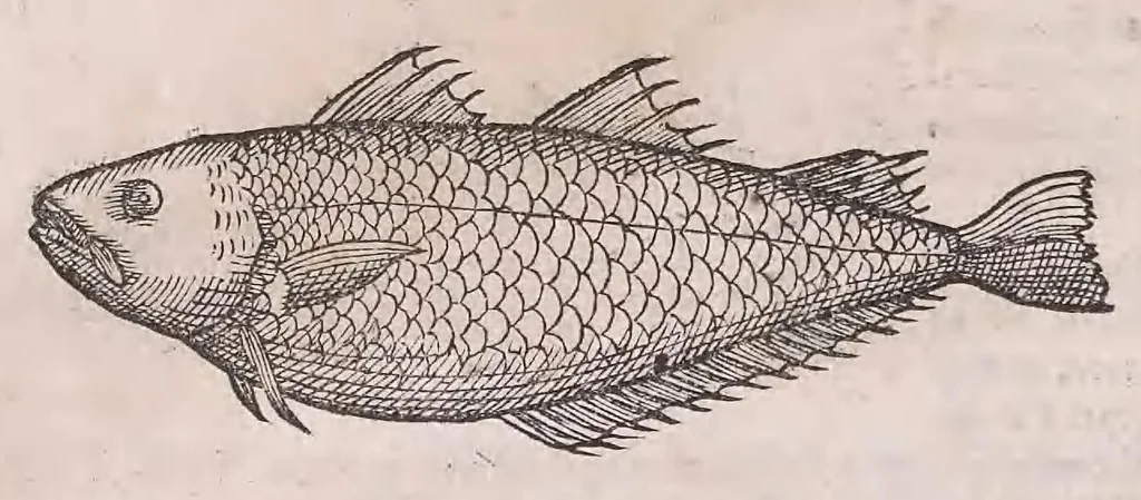 An illustration from Nomenclator aquatilium animantium : Icones animalium in mari et dulcibus aquis degentium plus quam DCC. cum nomenclaturis singulorum Latinis, Graecis, Italicis, Hispanicis, Gallicis, Germanicis, Anglicis, alijsq́[ue] interdum, per certos ordines digestae ..., 1606, leaf 109