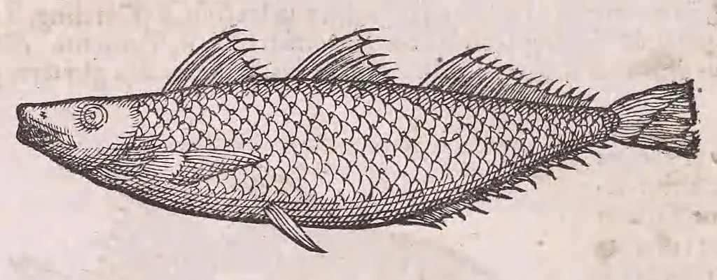 An illustration from Nomenclator aquatilium animantium : Icones animalium in mari et dulcibus aquis degentium plus quam DCC. cum nomenclaturis singulorum Latinis, Graecis, Italicis, Hispanicis, Gallicis, Germanicis, Anglicis, alijsq́[ue] interdum, per certos ordines digestae ..., 1606, leaf 109