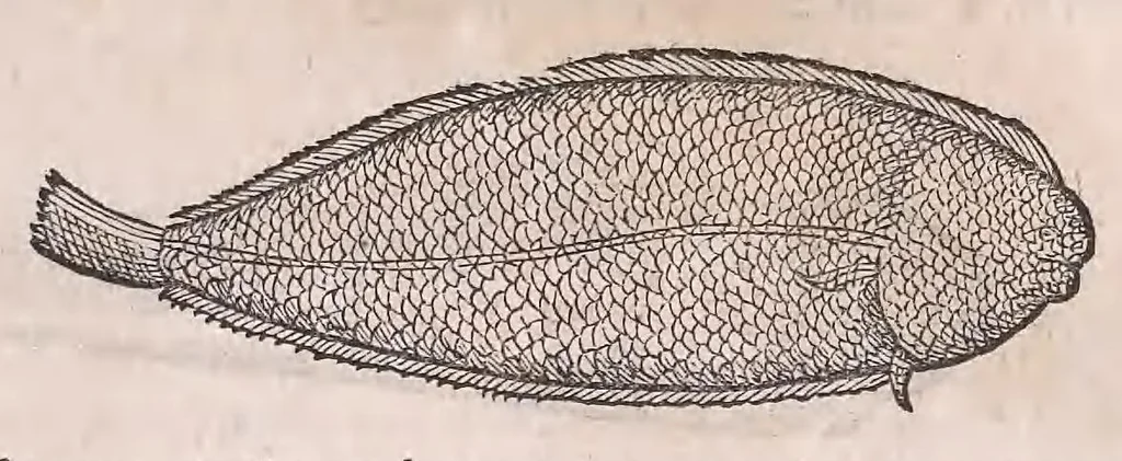An illustration from Nomenclator aquatilium animantium : Icones animalium in mari et dulcibus aquis degentium plus quam DCC. cum nomenclaturis singulorum Latinis, Graecis, Italicis, Hispanicis, Gallicis, Germanicis, Anglicis, alijsq́[ue] interdum, per certos ordines digestae ..., 1606, leaf 134