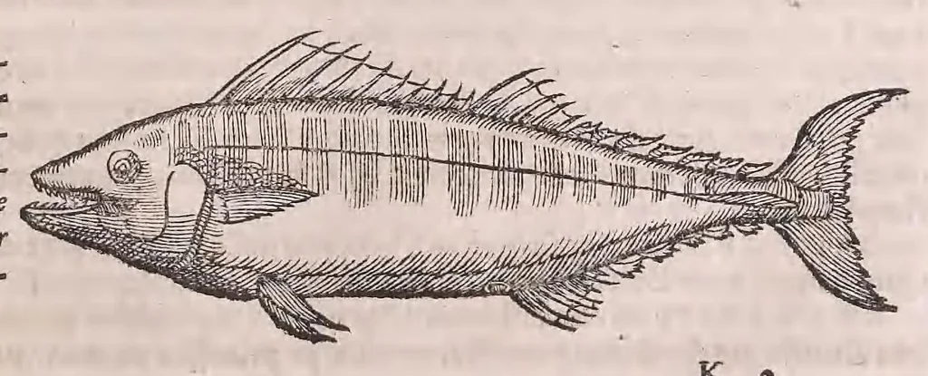 An illustration from Nomenclator aquatilium animantium : Icones animalium in mari et dulcibus aquis degentium plus quam DCC. cum nomenclaturis singulorum Latinis, Graecis, Italicis, Hispanicis, Gallicis, Germanicis, Anglicis, alijsq́[ue] interdum, per certos ordines digestae ..., 1606, leaf 142