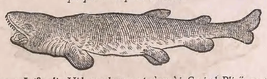 An illustration from Nomenclator aquatilium animantium : Icones animalium in mari et dulcibus aquis degentium plus quam DCC. cum nomenclaturis singulorum Latinis, Graecis, Italicis, Hispanicis, Gallicis, Germanicis, Anglicis, alijsq́[ue] interdum, per certos ordines digestae ..., 1606, leaf 176
