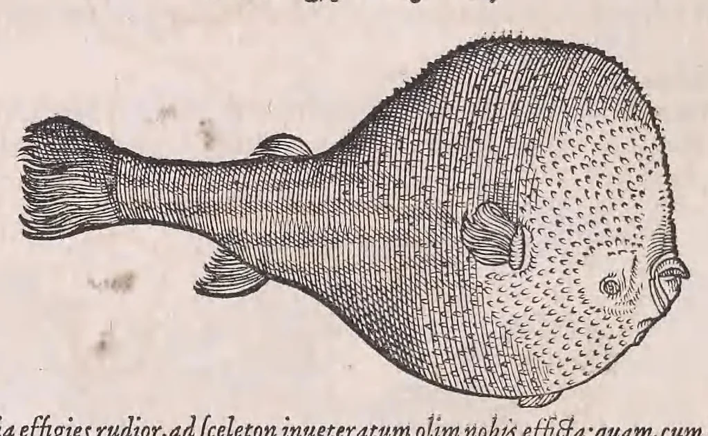 An illustration from Nomenclator aquatilium animantium : Icones animalium in mari et dulcibus aquis degentium plus quam DCC. cum nomenclaturis singulorum Latinis, Graecis, Italicis, Hispanicis, Gallicis, Germanicis, Anglicis, alijsq́[ue] interdum, per certos ordines digestae ..., 1606, leaf 185