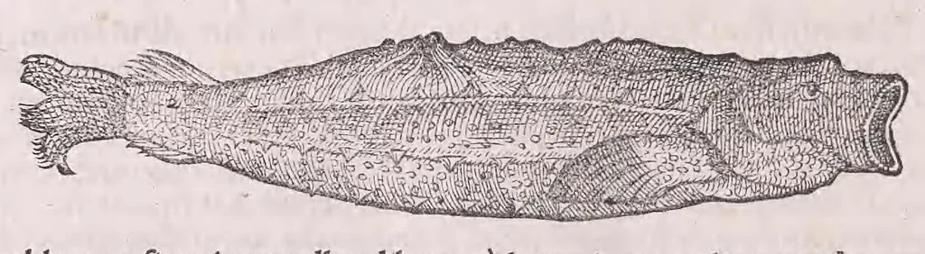 An illustration from Nomenclator aquatilium animantium : Icones animalium in mari et dulcibus aquis degentium plus quam DCC. cum nomenclaturis singulorum Latinis, Graecis, Italicis, Hispanicis, Gallicis, Germanicis, Anglicis, alijsq́[ue] interdum, per certos ordines digestae ..., 1606, leaf 189